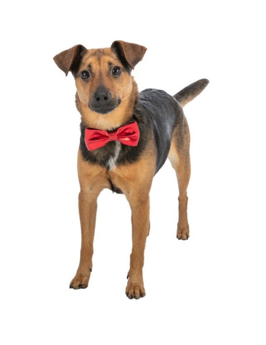 Varlytė. Kalėdinis aksesuaras šuniui