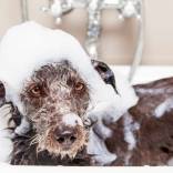 Best-Dog-Bath-Tubs-1150x700-1.jpeg