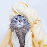 cat-bath_-KDdesignphoto_Shutterstock.jpeg